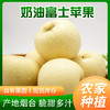 【新鲜上架，山东烟台黄金奶油富士奶油苹果，口感细腻，冰糖心爆汁，甜而不腻】新鲜水果山东烟台黄金奶油富士 奶油苹果当季冰糖心爆汁水果-QQ 商品缩略图4