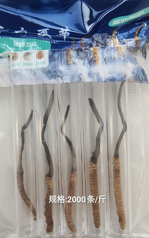 川西冬虫夏草精选实惠装 商品图3