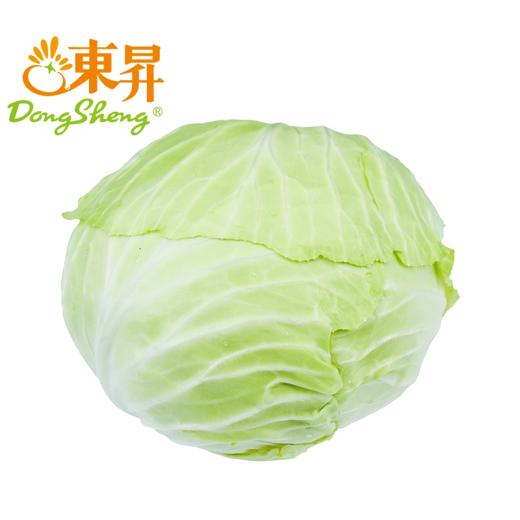 东升农场 有机水果甘蓝 卷心包菜球甘蓝圆洋白菜 广州供港蔬菜 400g 商品图0