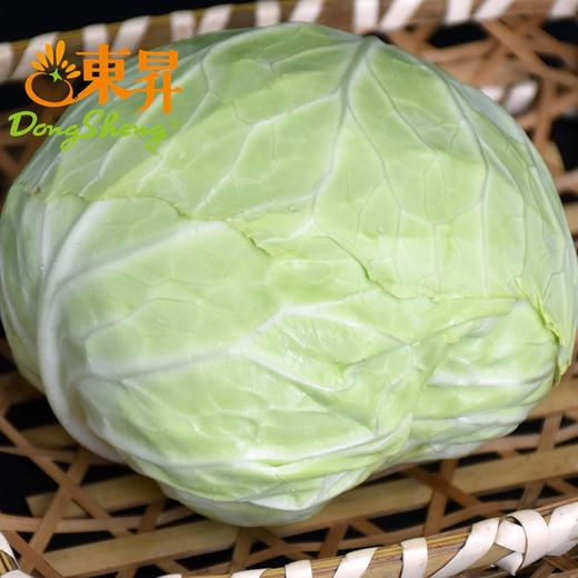 东升农场 有机水果甘蓝 卷心包菜球甘蓝圆洋白菜 广州供港蔬菜 400g 商品图2