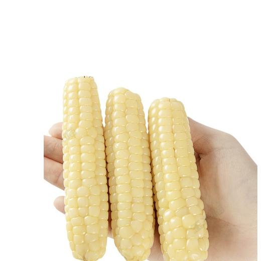 【西双版纳，拇指小玉米~】云南西双版纳拇指小玉米 新鲜软香甜白糯 黑紫色手指玉米 早餐代餐-QQ 商品图1