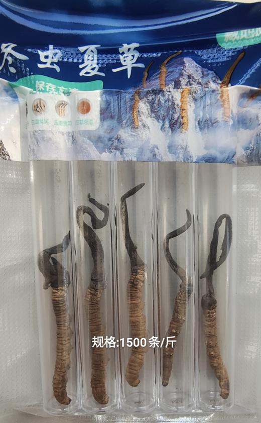 川西冬虫夏草精选实惠装 商品图2