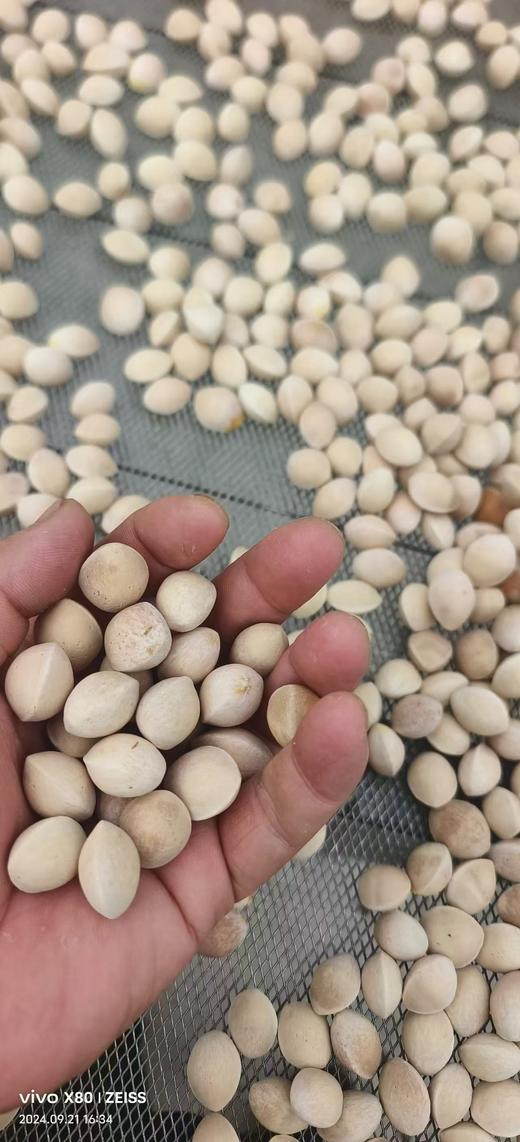 【优质鲜白果:两斤的包邮】 商品图2