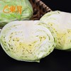 东升农场 有机水果甘蓝 卷心包菜球甘蓝圆洋白菜 广州供港蔬菜 400g 商品缩略图3