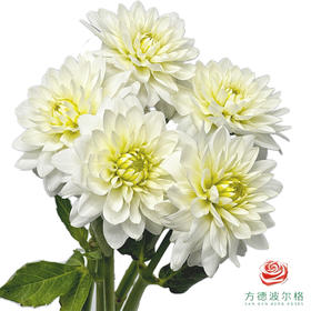 大丽花-白卡玛 5枝一扎