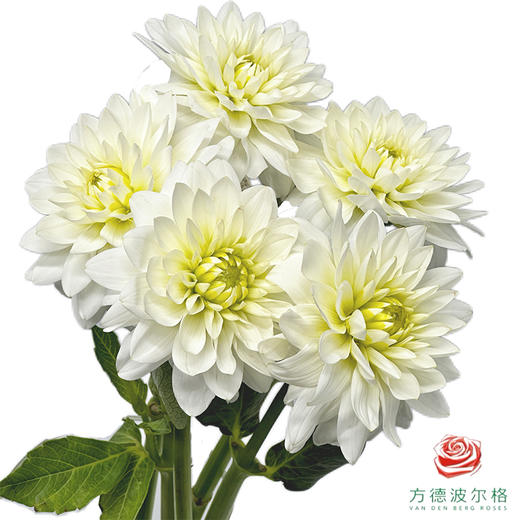 大丽花-白卡玛 5枝一扎 商品图0