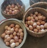 巫溪本地农家粮食鸡蛋 散养土鸡蛋 新鲜供应 商品缩略图2