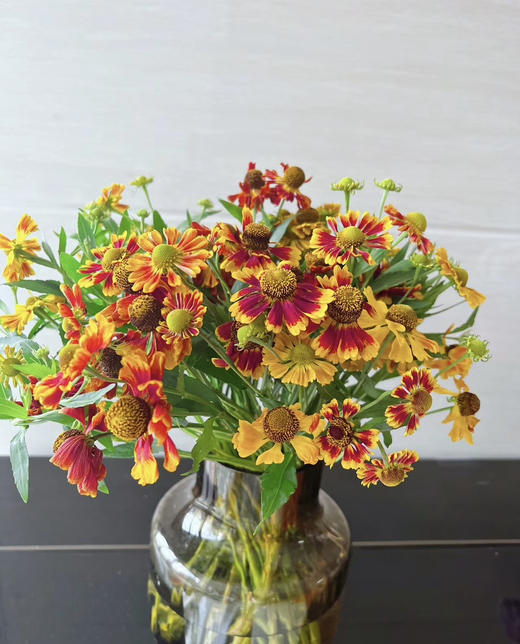 【油画风】油画小菊  若干枝/扎 商品图0