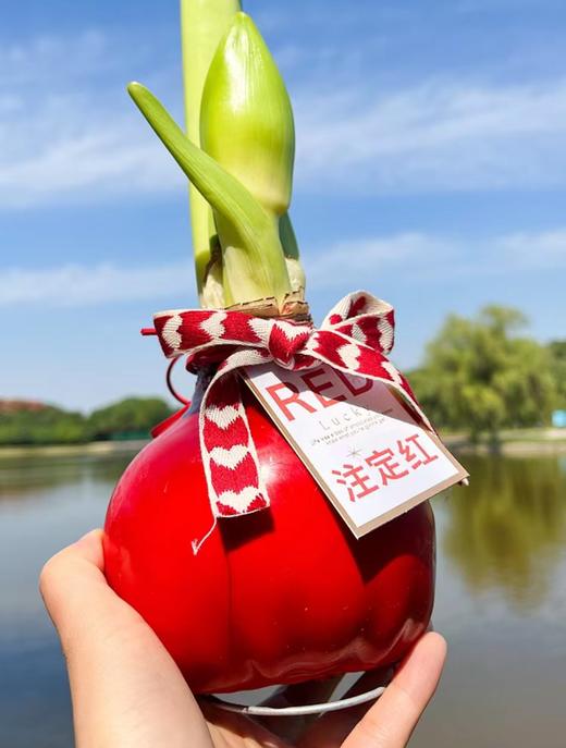 虹运球植物黑科技 【进口蜡封朱顶红|橙色赛维】鸿运当头 福气自来 商品图1