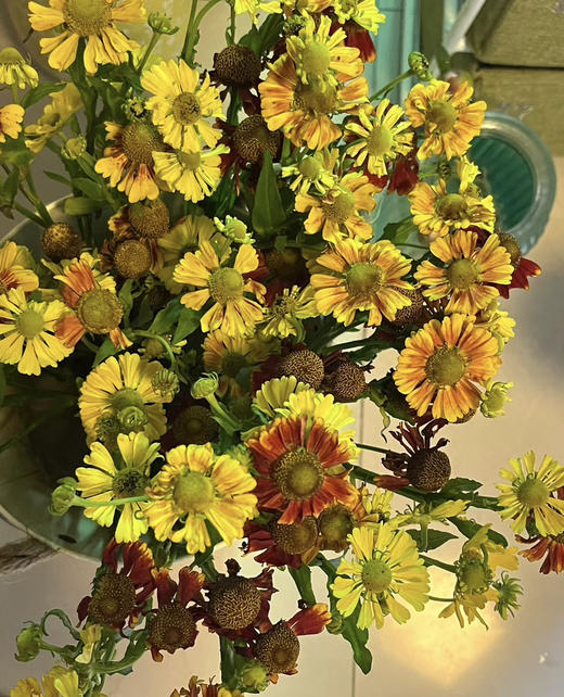 【油画风】油画小菊  若干枝/扎 商品图1