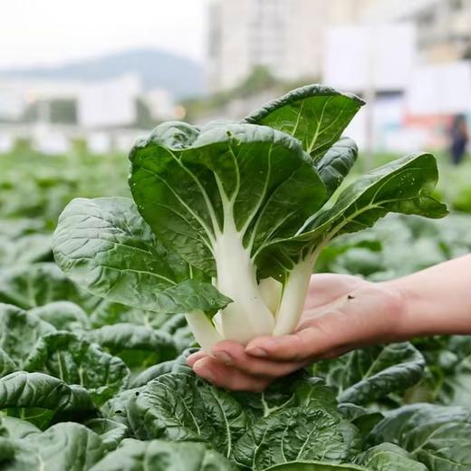 【HFS】农家奶白菜 350g/份 太平海农业 商品图0