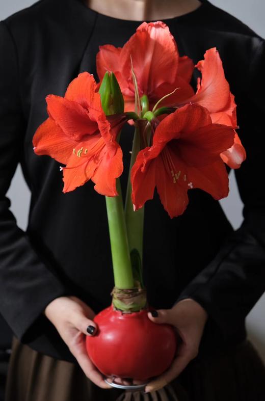 虹运球植物黑科技 【进口蜡封朱顶红|橙色赛维】鸿运当头 福气自来 商品图0