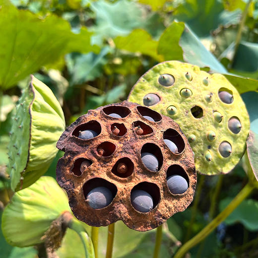 『洪湖老莲子』清香饱满，粉糯绵密，无硫熏、不漂白！自然成熟，物理脱壳，免浸泡、易炖煮！ 商品图3