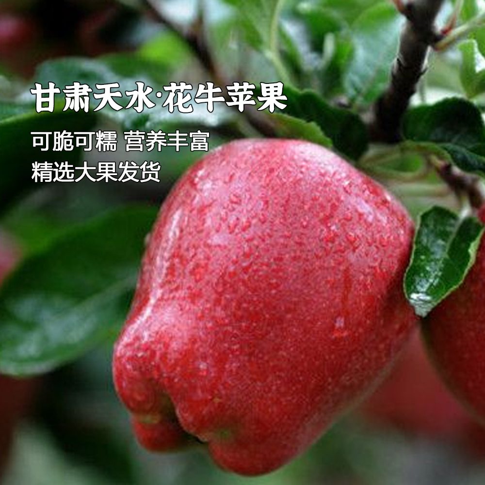 粉面口感，非脆口！🍎【花牛苹果】甘肃，48小时内发货！ 天然果泥，当季应季，甜口多汁！红蛇粉面，糖心，老人宝宝刮泥吃