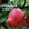 粉面口感，非脆口！🍎【花牛苹果】甘肃，48小时内发货！ 天然果泥，当季应季，甜口多汁！红蛇粉面，糖心，老人宝宝刮泥吃 商品缩略图0