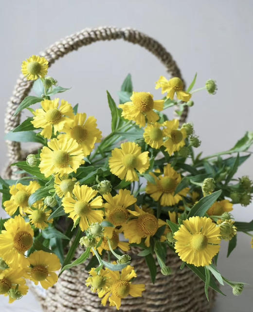 【油画风】油画小菊  若干枝/扎 商品图8