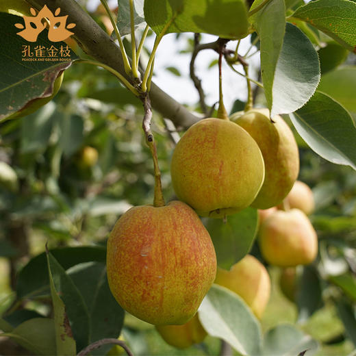 S 新疆 孔雀金枝 树上熟库尔勒香梨 核心产区 当季采摘 脆甜多汁 商品图1