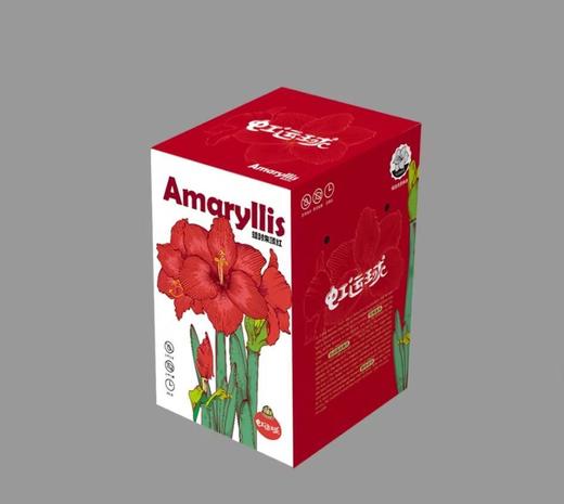 虹运球植物黑科技 【进口蜡封朱顶红|橙色赛维】鸿运当头 福气自来 商品图4