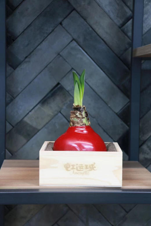 虹运球植物黑科技 【进口蜡封朱顶红|橙色赛维】鸿运当头 福气自来 商品图3