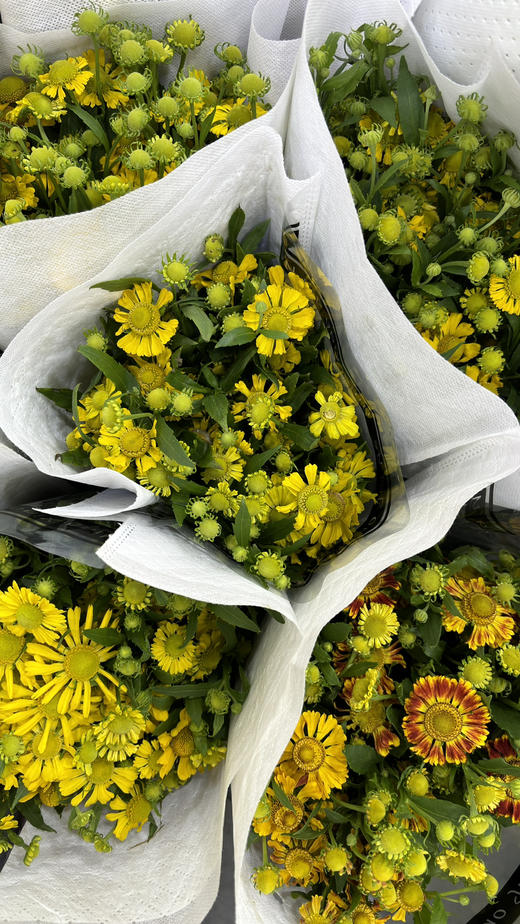 【油画风】油画小菊  若干枝/扎 商品图11