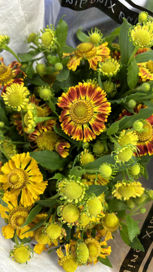 【油画风】油画小菊  若干枝/扎 商品图10