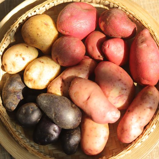 生态多色高原土豆（基地直发-韵达包邮） | 多种规格，来自云南香格里拉，生产者：李忠青【合作生产，公平贸易】 商品图5