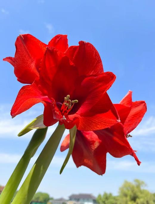 虹运球植物黑科技 【进口蜡封朱顶红|橙色赛维】鸿运当头 福气自来 商品图2