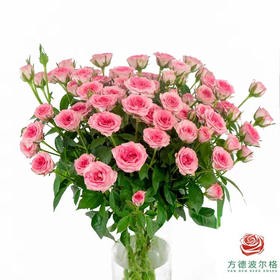 嘉荷多头- 茱莉娅10枝一扎