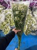 配花配草洋甘菊小雏菊10支 商品缩略图6