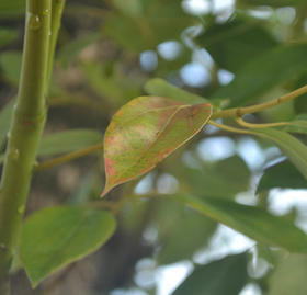  仙女的「秋分」养生小妙招——食疗&精油 