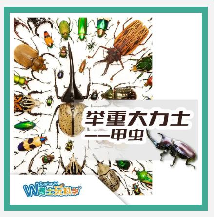 贵地博|【奇遇时间】举重大力士-甲虫 商品图0