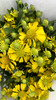 【油画风】油画小菊  若干枝/扎 商品缩略图9