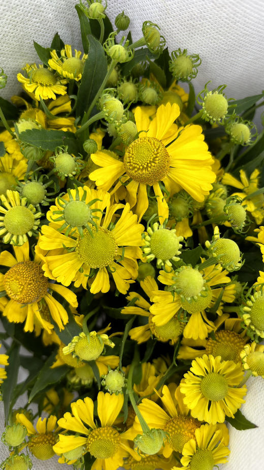 【油画风】油画小菊  若干枝/扎 商品图9