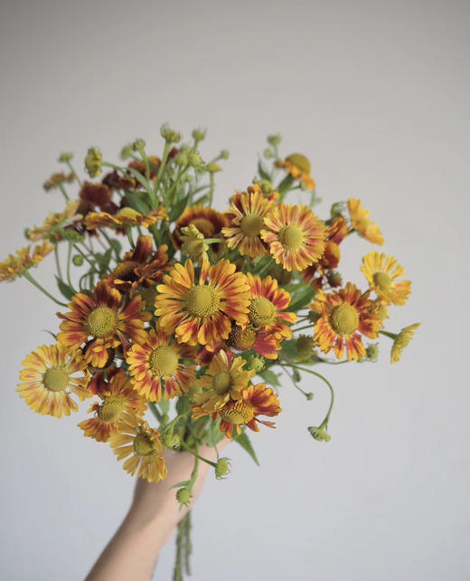 【油画风】油画小菊  若干枝/扎 商品图3