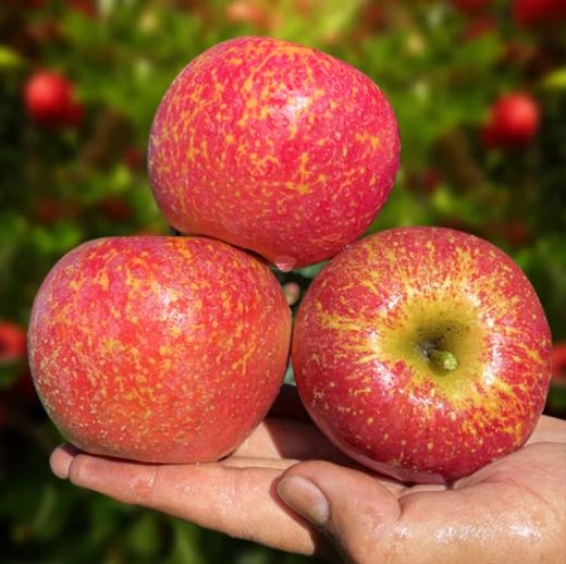 【云南】2025新果 昭通丑苹果 水果新鲜 整箱当季 商品图2