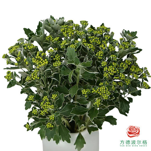 花叶菊 商品图0