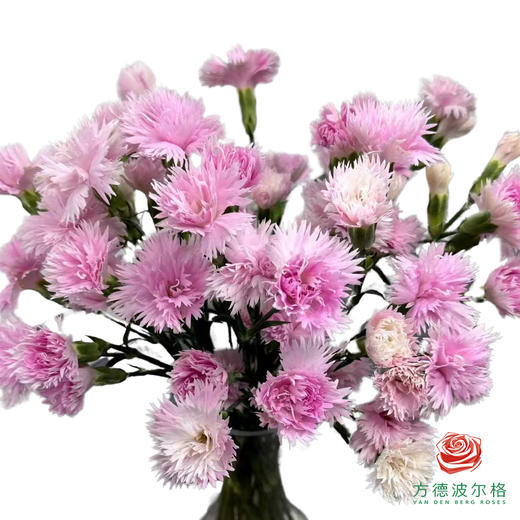 多头康乃馨-千羽 商品图0