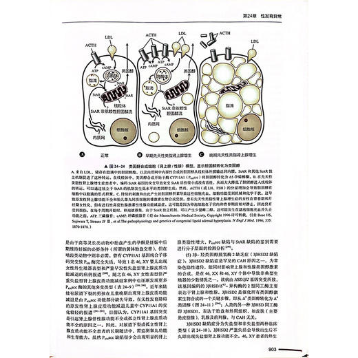 Williams内分泌学 原书第14版下卷 主译彭永德 王卫庆 赵家军 内分泌学与寿命 糖类和脂肪代谢紊乱中国科学技术出版 9787523607848 商品图4