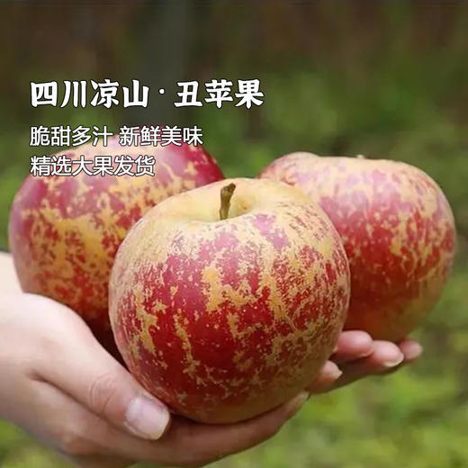 产地直发 | 四川盐源丑苹果 高原苹果 冰糖心丑苹果 新鲜当季水果产地直发脆甜苹果 商品图0