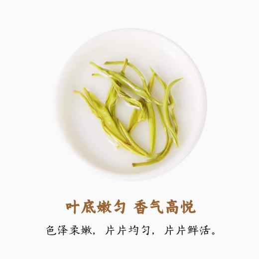 湖南湘西 古丈毛尖绿茶 湘西浓香型高山云雾 口粮茶 250g 罐装散装茶叶 商品图3