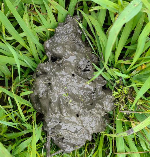 【包邮】25年五常稻花香大米 | 第13年有机方式种植  未抛光 稻香浓郁  | * Wuchang Rice 商品图4