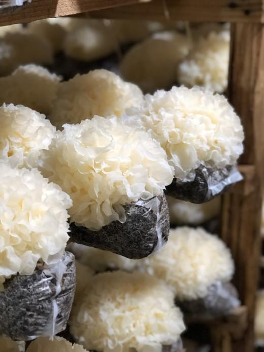 “菌中之冠”！鲜珥家【古田鲜活银耳】来自中国食用菌之都 富含天然植物性胶质 无需浸泡 可直接炖煮 现采现发！ 商品图2