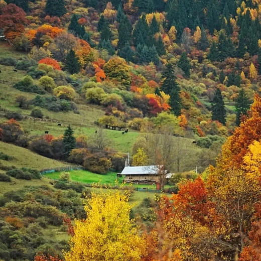 边玩边养老丨漫游九寨沟，一半雪融花开，一半纯净碧水，悠享自然之灵！ 商品图6