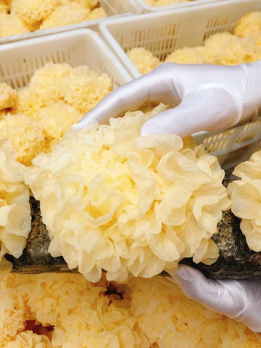“菌中之冠”！鲜珥家【古田鲜活银耳】来自中国食用菌之都 富含天然植物性胶质 无需浸泡 可直接炖煮 现采现发！ 商品图3