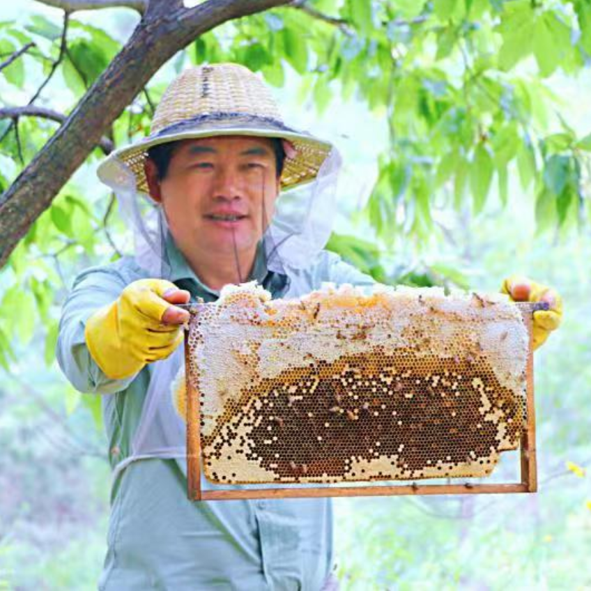 枣源中蜂土蜂蜜枣花蜜2瓶装