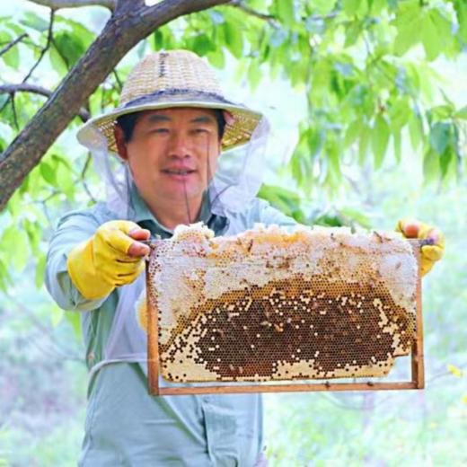 枣源中蜂土蜂蜜枣花蜜2瓶装 商品图0