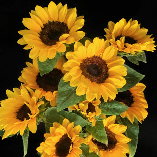 向日葵丨迷你 商品图0