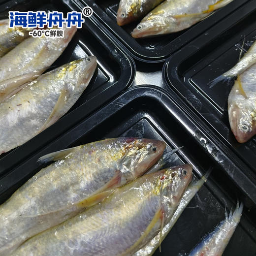 海刀鱼 商品图3