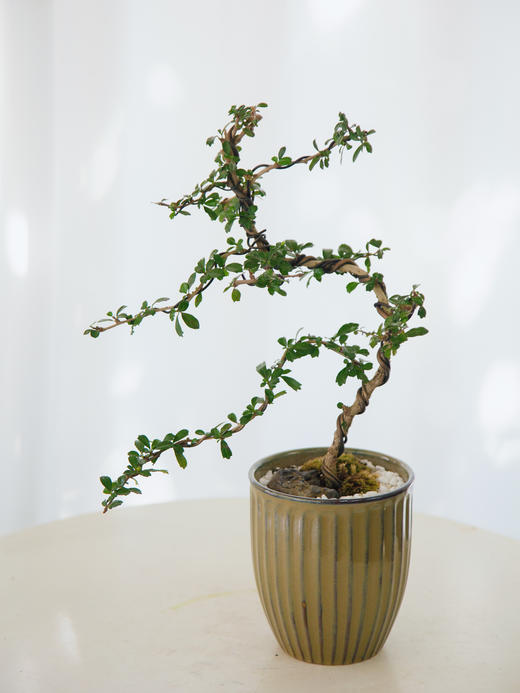 福建茶 商品图0