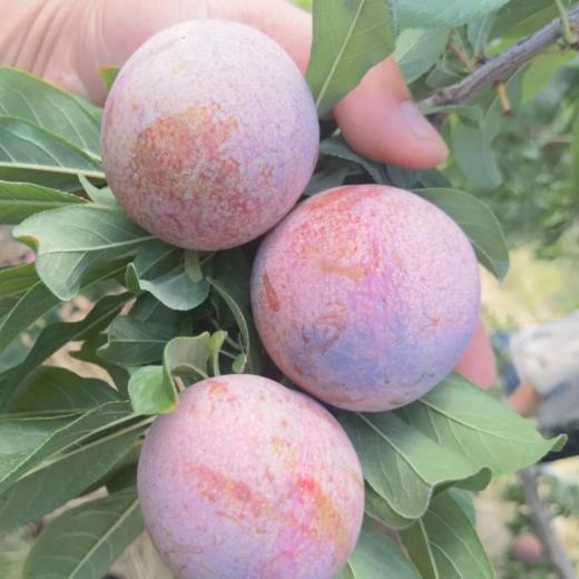 甜果源源 新疆恐龙蛋 帝味红肉李子黑金刚布林新鲜水果3斤礼盒装 大果(80-120g）顺丰包邮 商品图3